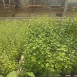 ΦΥΤΩΡΙΟ-ΤΥΜΠΑΚΙ-ΗΡΑΚΛΕΙΟΥ-ΦΥΤΩΡΙΟ-ΜΑΖΑΡΟΣ