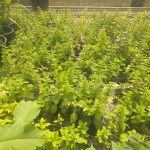 ΦΥΤΩΡΙΟ-ΤΥΜΠΑΚΙ-ΗΡΑΚΛΕΙΟΥ-ΦΥΤΩΡΙΟ-ΜΑΖΑΡΟΣ