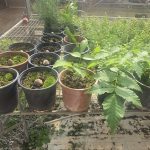 ΦΥΤΩΡΙΟ-ΤΥΜΠΑΚΙ-ΗΡΑΚΛΕΙΟΥ-ΦΥΤΩΡΙΟ-ΜΑΖΑΡΟΣ