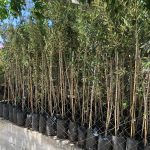 ΦΥΤΩΡΙΟ-ΤΥΜΠΑΚΙ-ΗΡΑΚΛΕΙΟΥ-ΦΥΤΩΡΙΟ-ΜΑΖΑΡΟΣ