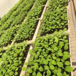 ΦΥΤΩΡΙΟ-ΤΥΜΠΑΚΙ-ΗΡΑΚΛΕΙΟΥ-ΦΥΤΩΡΙΟ-ΜΑΖΑΡΟΣ