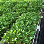 ΦΥΤΩΡΙΟ-ΤΥΜΠΑΚΙ-ΗΡΑΚΛΕΙΟΥ-ΦΥΤΩΡΙΟ-ΜΑΖΑΡΟΣ