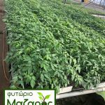 ΦΥΤΩΡΙΟ-ΤΥΜΠΑΚΙ-ΗΡΑΚΛΕΙΟΥ-ΦΥΤΩΡΙΟ-ΜΑΖΑΡΟΣ