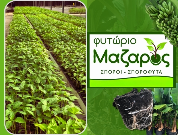 ΦΥΤΩΡΙΟ ΤΥΜΠΑΚΙ ΗΡΑΚΛΕΙΟΥ “ΦΥΤΩΡΙΟ ΜΑΖΑΡΟΣ” ΜΑΖΑΡΟΣ ΓΕΩΡΓΙΟΣ