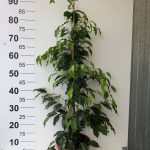 ΦΥΤΩΡΙΟ-ΛΟΓΓΑΚΙ-ΤΡΙΚΑΛΩΝ-ΦΥΤΩΡΙΑ-ΓΙΑΝΝΗΣ