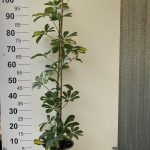 ΦΥΤΩΡΙΟ-ΛΟΓΓΑΚΙ-ΤΡΙΚΑΛΩΝ-ΦΥΤΩΡΙΑ-ΓΙΑΝΝΗΣ