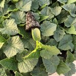 ΦΥΤΩΡΙΟ-ΤΥΜΠΑΚΙ-ΗΡΑΚΛΕΙΟΥ-FYTO-AGRO-ΚΑΛΛΙΟΝΑΚΗΣ