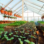 ΦΥΤΩΡΙΟ-ΤΥΜΠΑΚΙ-ΗΡΑΚΛΕΙΟΥ-FYTO-AGRO-ΚΑΛΛΙΟΝΑΚΗΣ