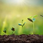 ΦΥΤΩΡΙΟ-ΤΥΜΠΑΚΙ-ΗΡΑΚΛΕΙΟΥ-FYTO-AGRO-ΚΑΛΛΙΟΝΑΚΗΣ