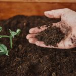 ΦΥΤΩΡΙΟ-ΤΥΜΠΑΚΙ-ΗΡΑΚΛΕΙΟΥ-FYTO-AGRO-ΚΑΛΛΙΟΝΑΚΗΣ