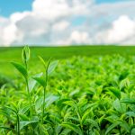 ΦΥΤΩΡΙΟ-ΤΥΜΠΑΚΙ-ΗΡΑΚΛΕΙΟΥ-FYTO-AGRO-ΚΑΛΛΙΟΝΑΚΗΣ