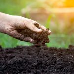ΦΥΤΩΡΙΟ-ΤΥΜΠΑΚΙ-ΗΡΑΚΛΕΙΟΥ-FYTO-AGRO-ΚΑΛΛΙΟΝΑΚΗΣ