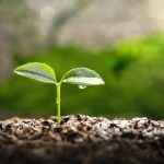 ΦΥΤΩΡΙΟ-ΤΥΜΠΑΚΙ-ΗΡΑΚΛΕΙΟΥ-FYTO-AGRO-ΚΑΛΛΙΟΝΑΚΗΣ