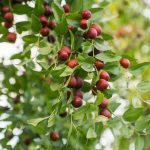 ΦΥΤΩΡΙΟ-ΗΡΑΚΛΕΙΟ-ΚΡΗΤΗΣ-ΦΥΤΩΡΙΑ-ΠΑΓΚΑΛΟΣ