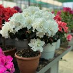 ΦΥΤΩΡΙΟ-ΗΡΑΚΛΕΙΟ-ΚΡΗΤΗΣ-ΦΥΤΩΡΙΑ-ΠΑΓΚΑΛΟΣ