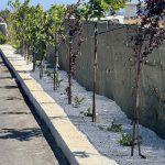 ΦΥΤΩΡΙΟ-ΗΡΑΚΛΕΙΟ-ΚΡΗΤΗΣ-ΦΥΤΩΡΙΑ-ΠΑΓΚΑΛΟΣ