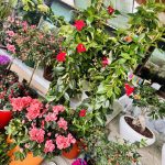 ΦΥΤΩΡΙΟ-ΝΕΑ-ΗΡΑΚΛΕΙΤΣΑ-ΚΑΒΑΛΑΣ-ΦΥΤΩΡΙΑ-ΚΥΡΚΟΥ