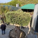 ΦΥΤΩΡΙΟ-ΝΕΑ-ΗΡΑΚΛΕΙΤΣΑ-ΚΑΒΑΛΑΣ-ΦΥΤΩΡΙΑ-ΚΥΡΚΟΥ