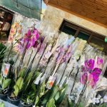 ΦΥΤΩΡΙΟ-ΝΕΑ-ΗΡΑΚΛΕΙΤΣΑ-ΚΑΒΑΛΑΣ-ΦΥΤΩΡΙΑ-ΚΥΡΚΟΥ
