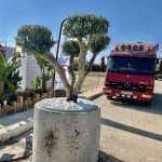 ΦΥΤΩΡΙΟ-ΝΕΑ-ΗΡΑΚΛΕΙΤΣΑ-ΚΑΒΑΛΑΣ-ΦΥΤΩΡΙΑ-ΚΥΡΚΟΥ