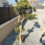 ΦΥΤΩΡΙΟ-ΝΕΑ-ΗΡΑΚΛΕΙΤΣΑ-ΚΑΒΑΛΑΣ-ΦΥΤΩΡΙΑ-ΚΥΡΚΟΥ