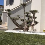 ΦΥΤΩΡΙΟ-ΝΕΑ-ΗΡΑΚΛΕΙΤΣΑ-ΚΑΒΑΛΑΣ-ΦΥΤΩΡΙΑ-ΚΥΡΚΟΥ