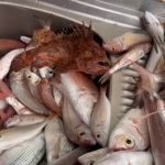 Η-ΨΑΡΟΤΑΒΕΡΝΑ-ΤΗΣ-ΑΝΝΑΣ-ΠΑΡΑΛΙΑ-ΠΑΛΑΙΡΟΣ