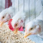 ΕΜΠΟΡΙΟ-ΖΩΟΤΡΟΦΩΝ-ΛΑΡΙΣΑ-FUTURE-FARMING-FEED-IKE
