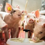 ΕΜΠΟΡΙΟ-ΖΩΟΤΡΟΦΩΝ-ΛΑΡΙΣΑ-FUTURE-FARMING-FEED-IKE